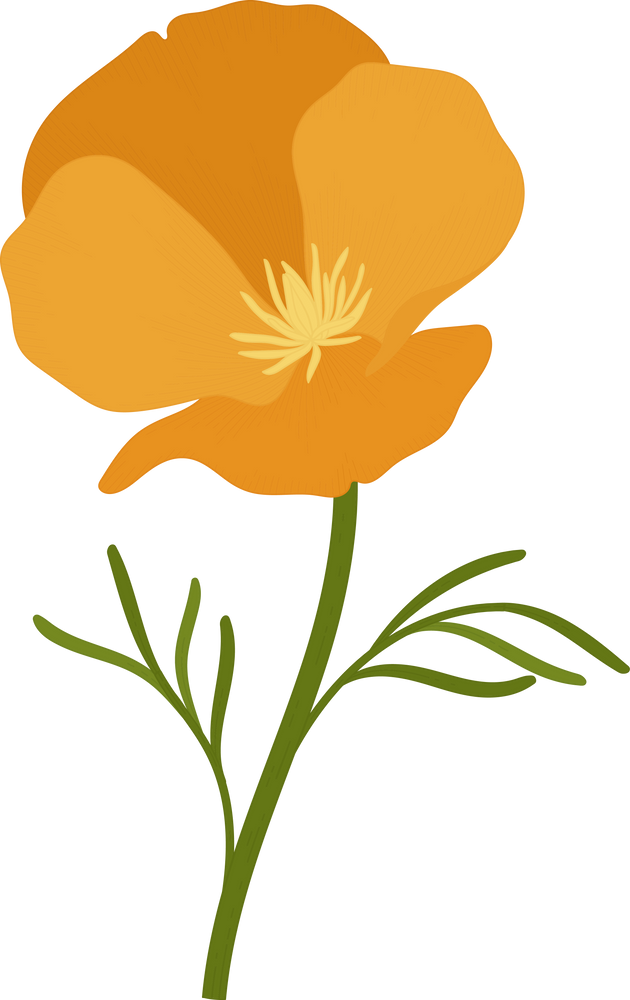 Orange california poppy flower hand drawn illustration.